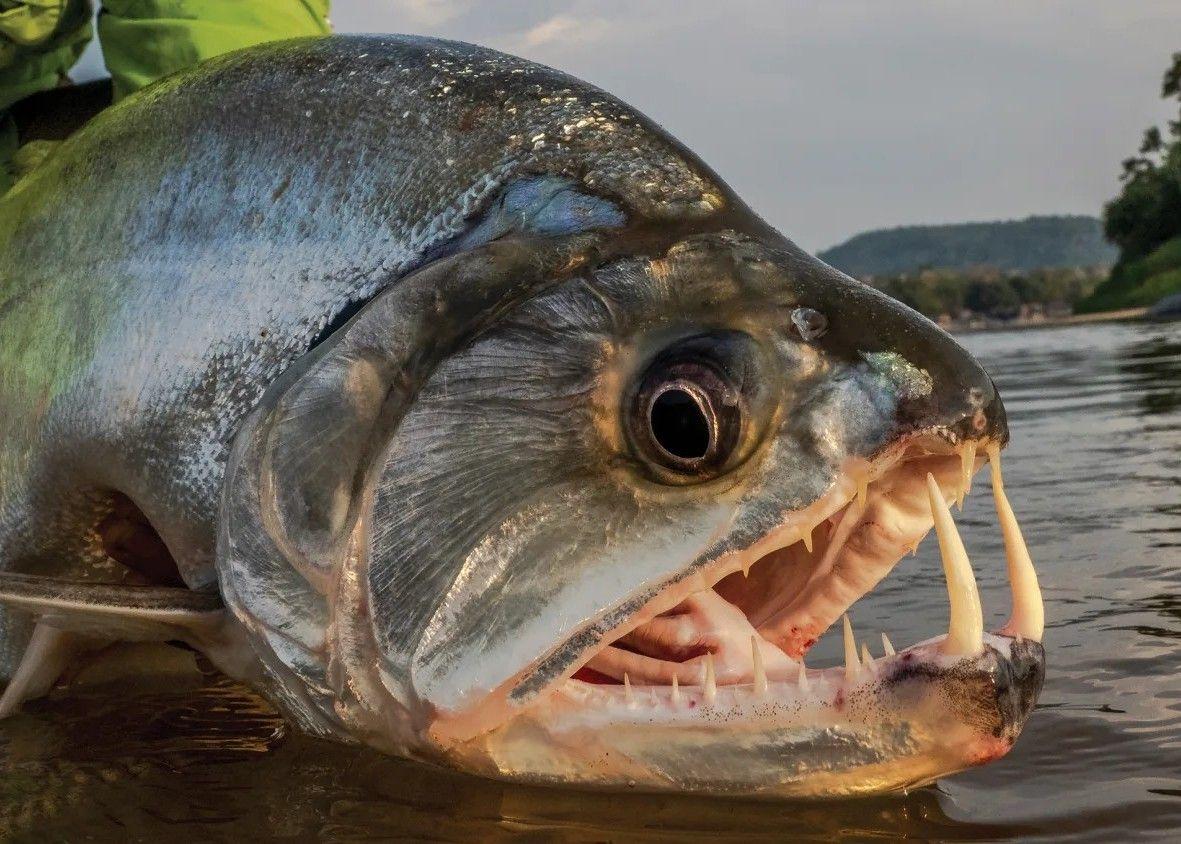 These Ocean Creatures Will Haunt Your Sleep