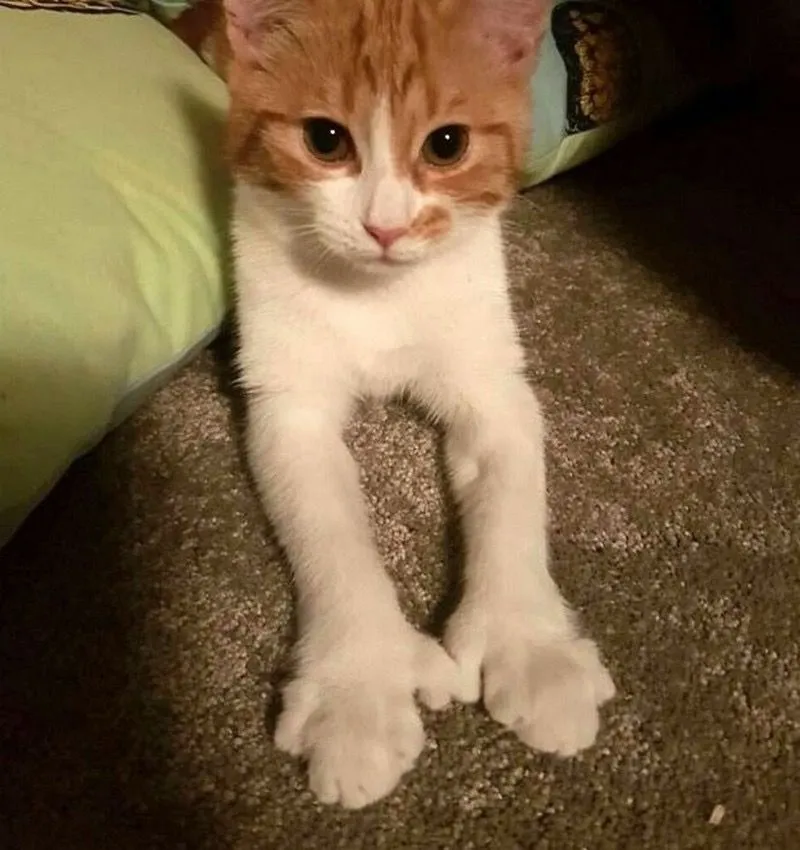 10. The Paws of This Kitten Resemble Human Hands.jpg?format=webp