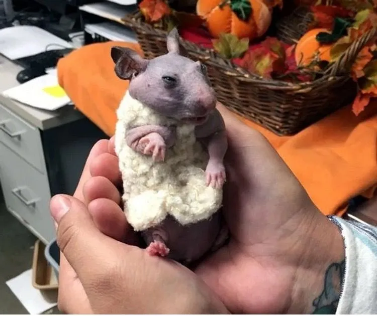 13. Hairless Hamster in a Sweater .jpg?format=webp