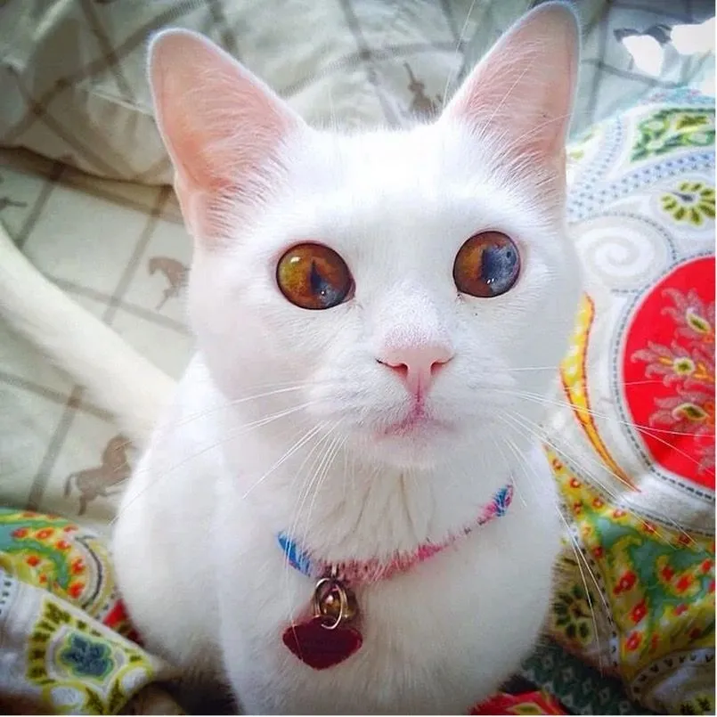 15. The Cat’s Beautiful Eyes.jpg?format=webp