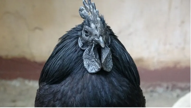 1. Black Rooster.jpg?format=webp