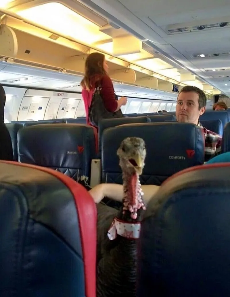 20. An Unexpected Passenger in the Airplane Cabin.jpg?format=webp