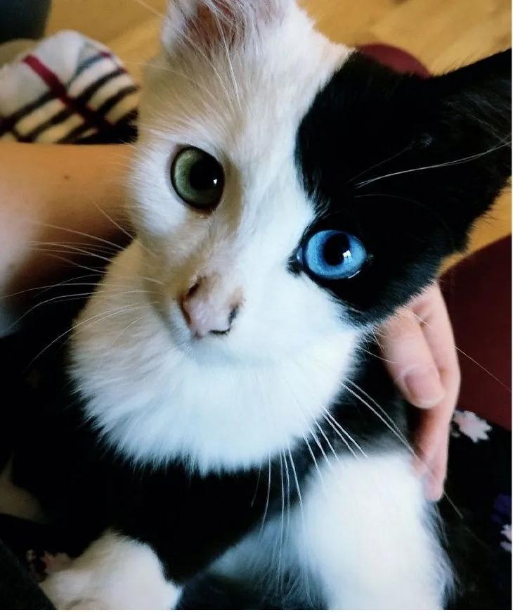 36. The Kitten’s Eyes Like Stained Glass.jpg?format=webp