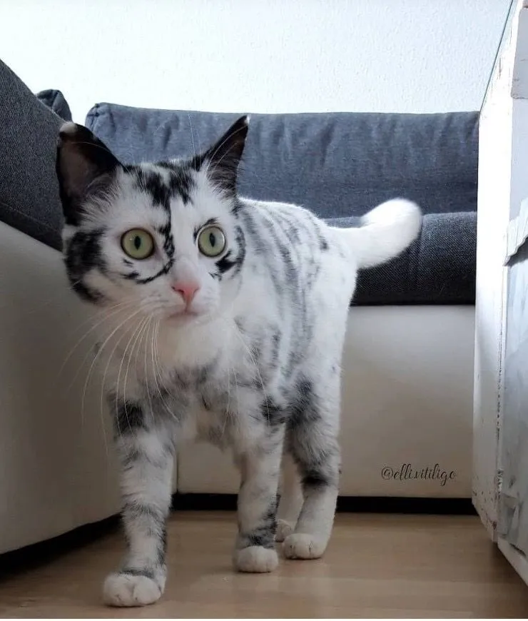 3. Vitiligo Has Given this Cat's Fur a Remarkable Appearance.jpg?format=webp