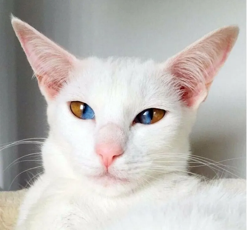 45. Striking Two-Colored Eyes of Cat Due to A Rare Genetic Condition.jpg?format=webp