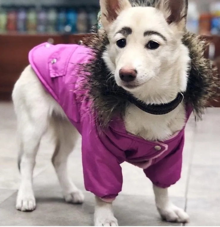 9. The Natural Eyebrows on this Dog Would Make Even Cara Delevingne Envious.jpg?format=webp