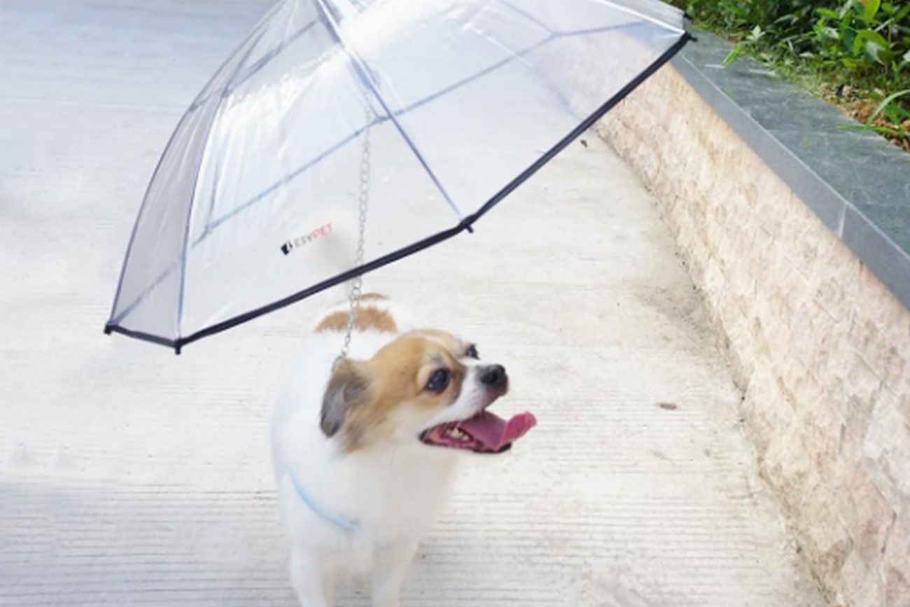 Umbrella for Pets.jpg
